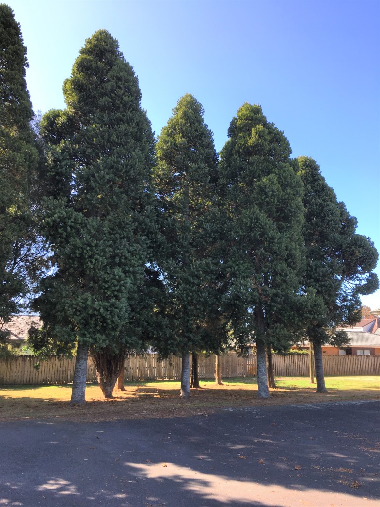 Agathis australis - NZ Kauri in a group