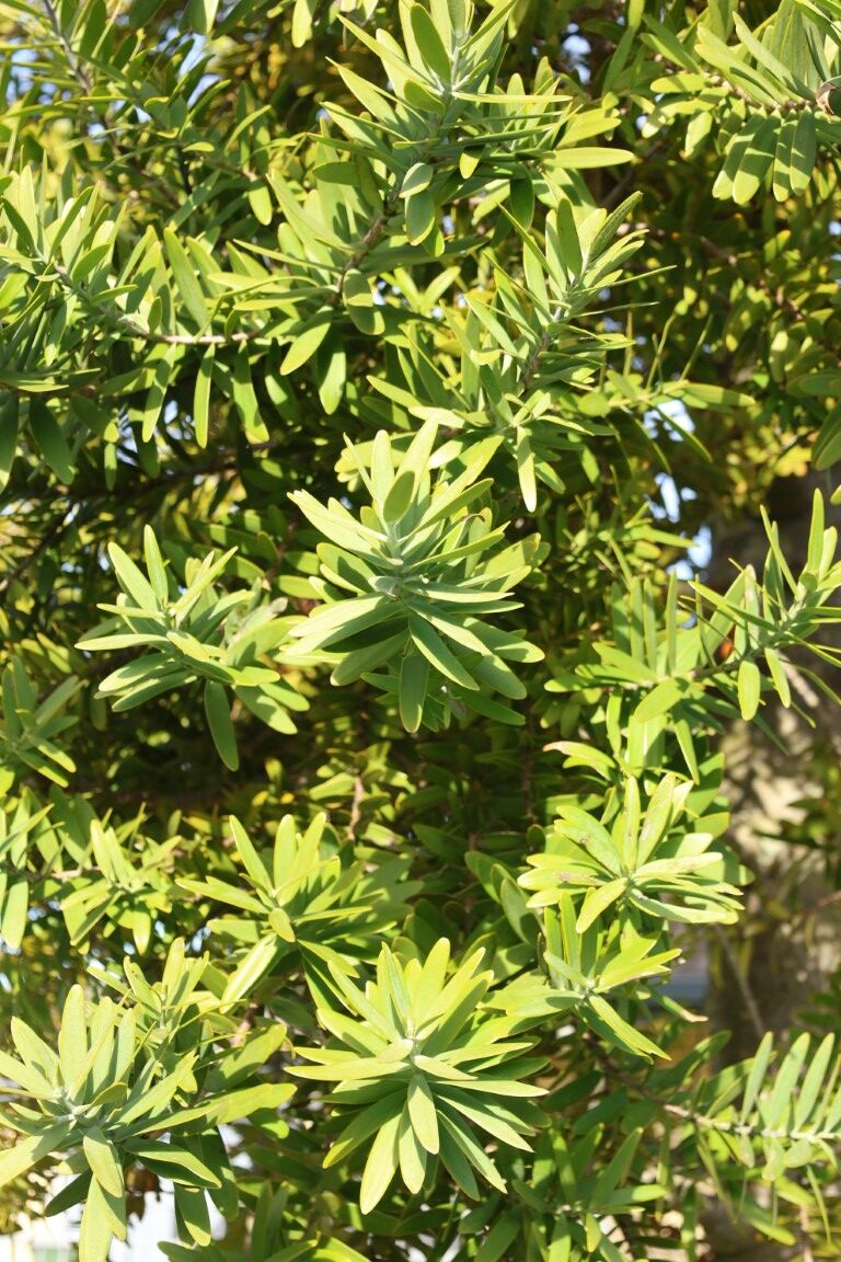 Agathis australis - NZ Kauri foliage