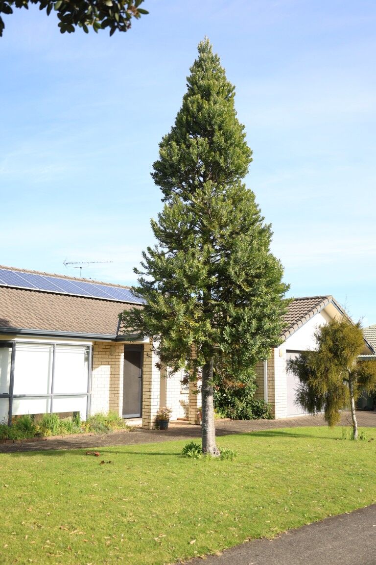 Agathis australis - NZ Kauri in a home garden