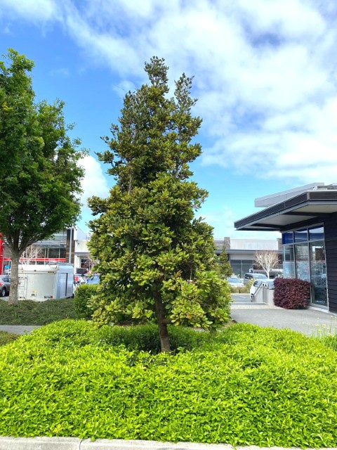 Beilschmedia taraire - Taraire tree in commercial garden