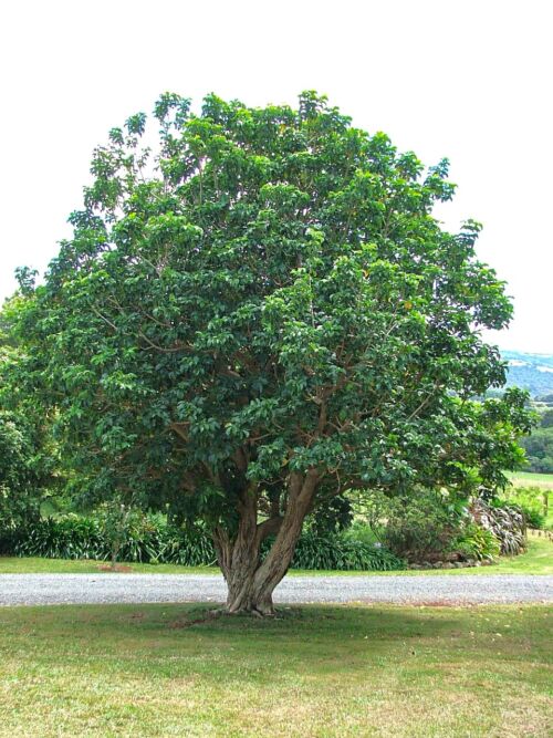 Vitex lucens - Puriri tree in a rural setting