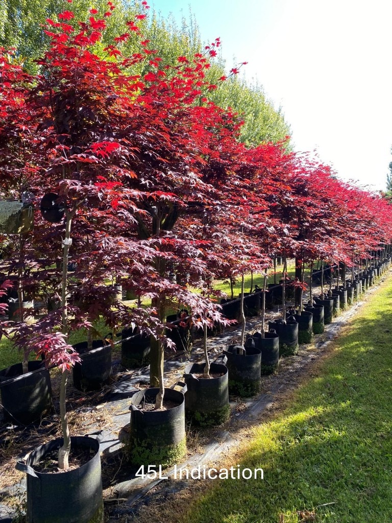 Acer palmatum ‘Bloodgood’ 45L Nursery specimens