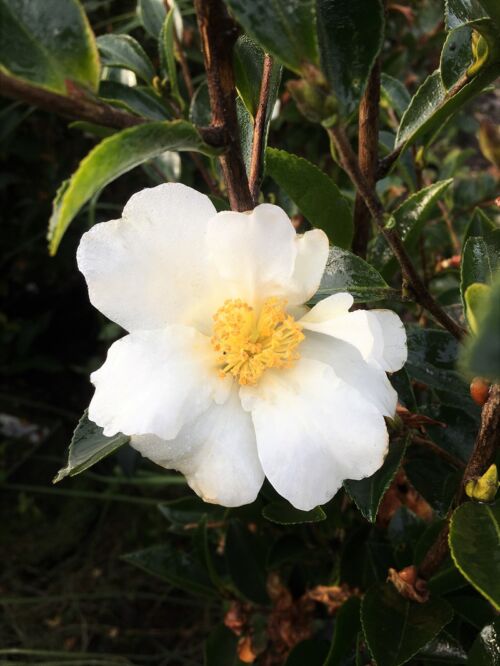 Camellia sasanqua 'Setsugekka' white flower with yellow stamens in the centre.