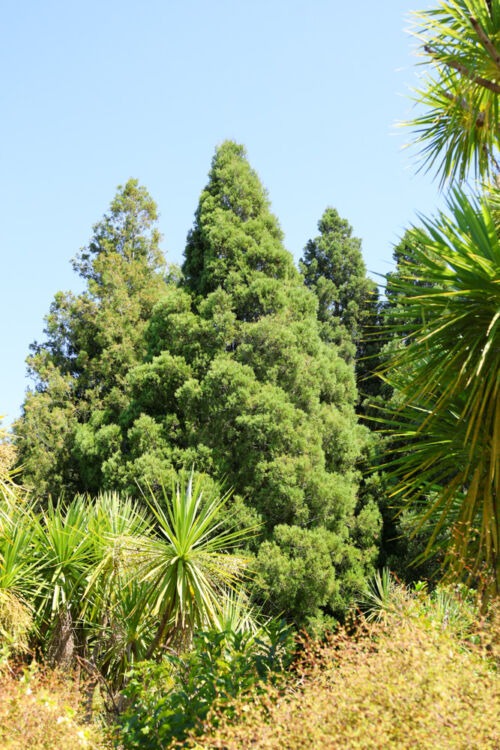 Dacrycarpus dacrydoides Trees in Auckland Botanical Gardens