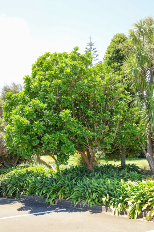 Didymocheton spectabilis - Kohekohe tree in Auckland Botanical Gardens
