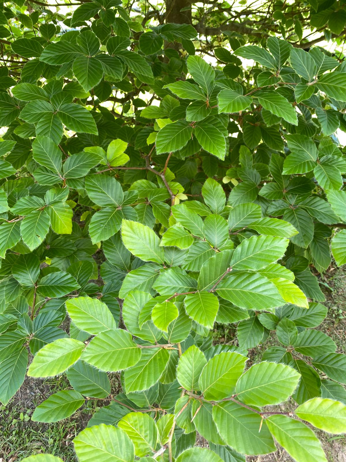 Fagus sylvatica - English Beech green summer foliage