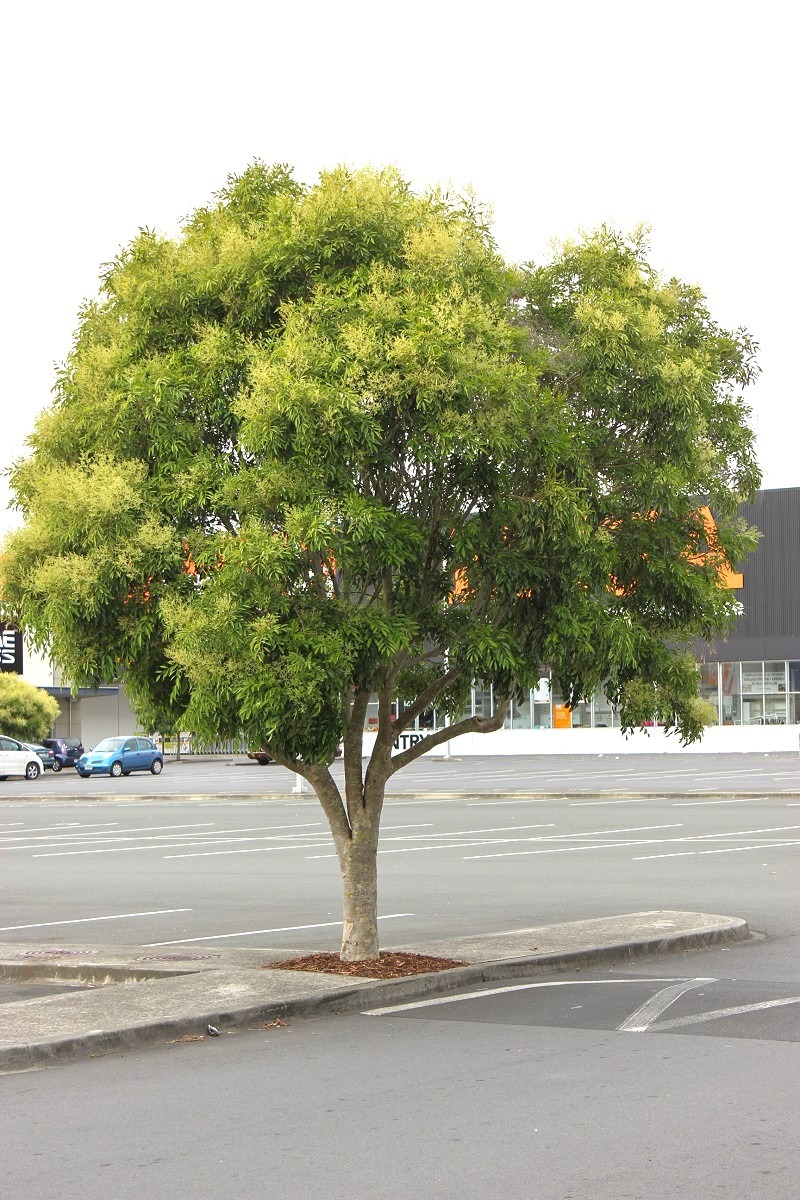 Fraxinus griffithii - Evergreen ash in a carpark