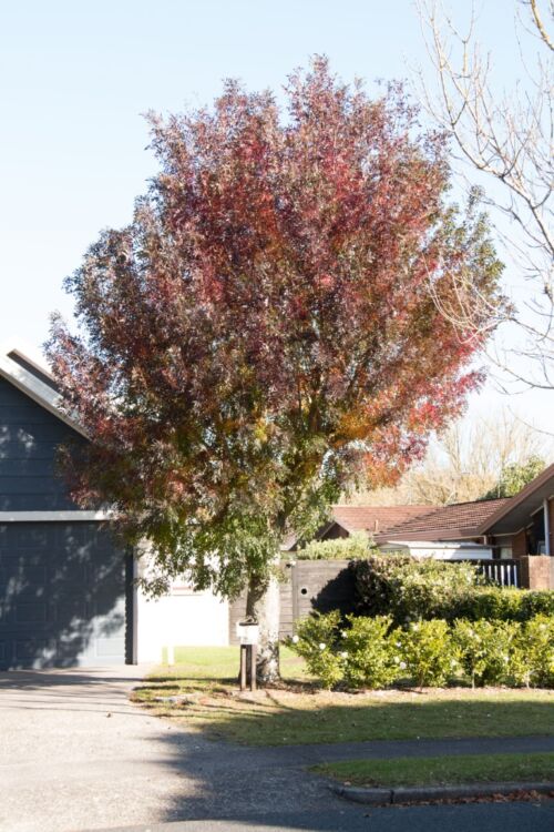 Fraxinus Raywoodii Tree Autumn 7