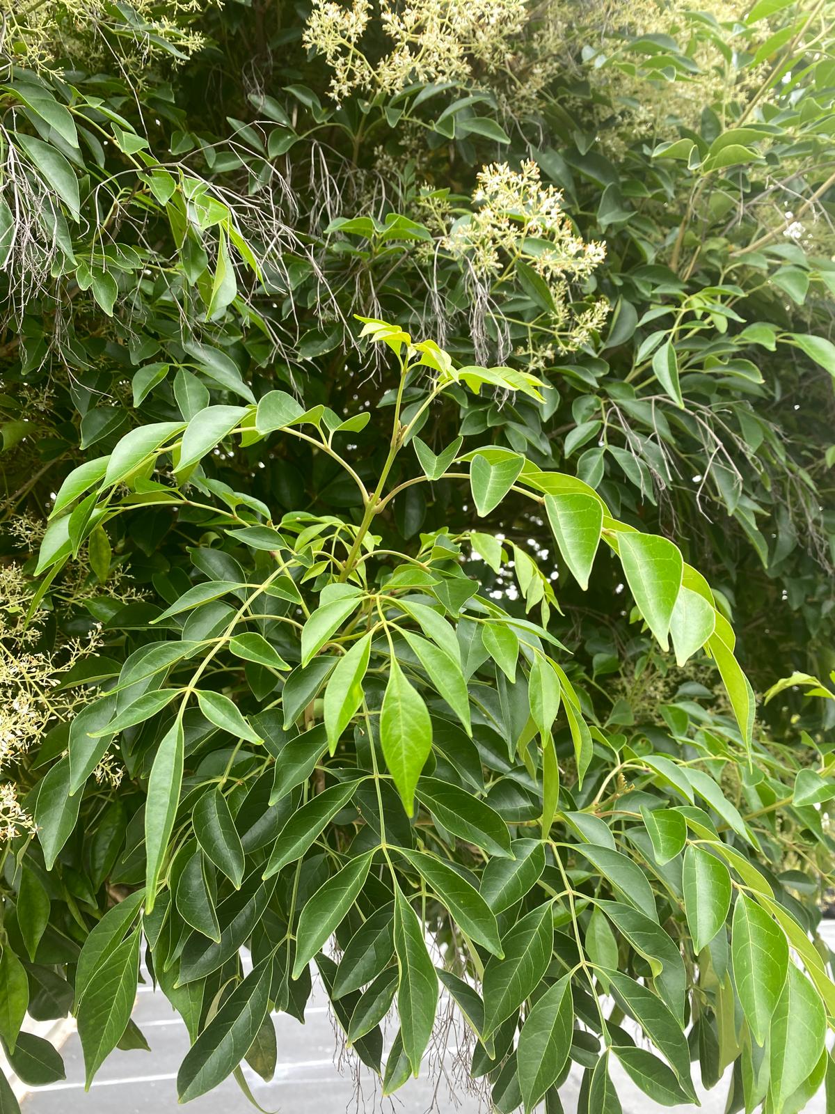 Fraxinus griffithii - Evergreen ash green foliage and white flower