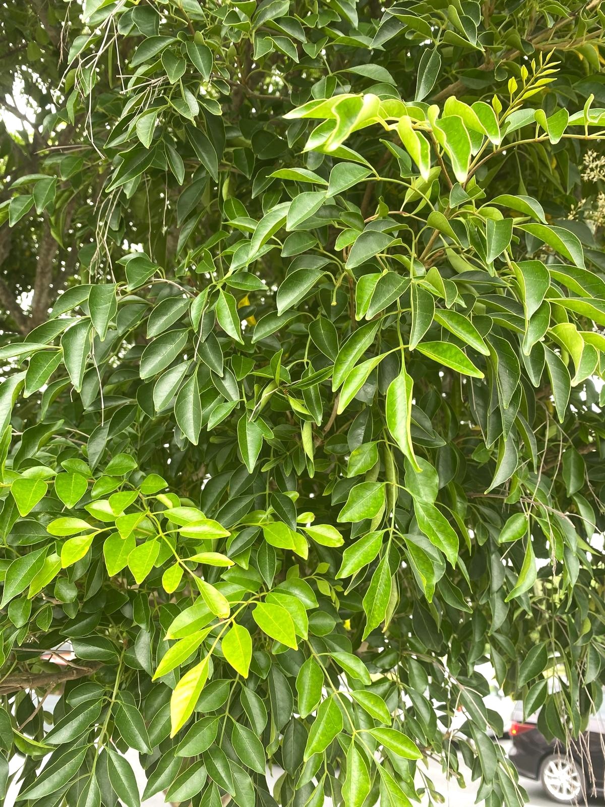 Fraxinus griffithii - Evergreen ash green summer foliage