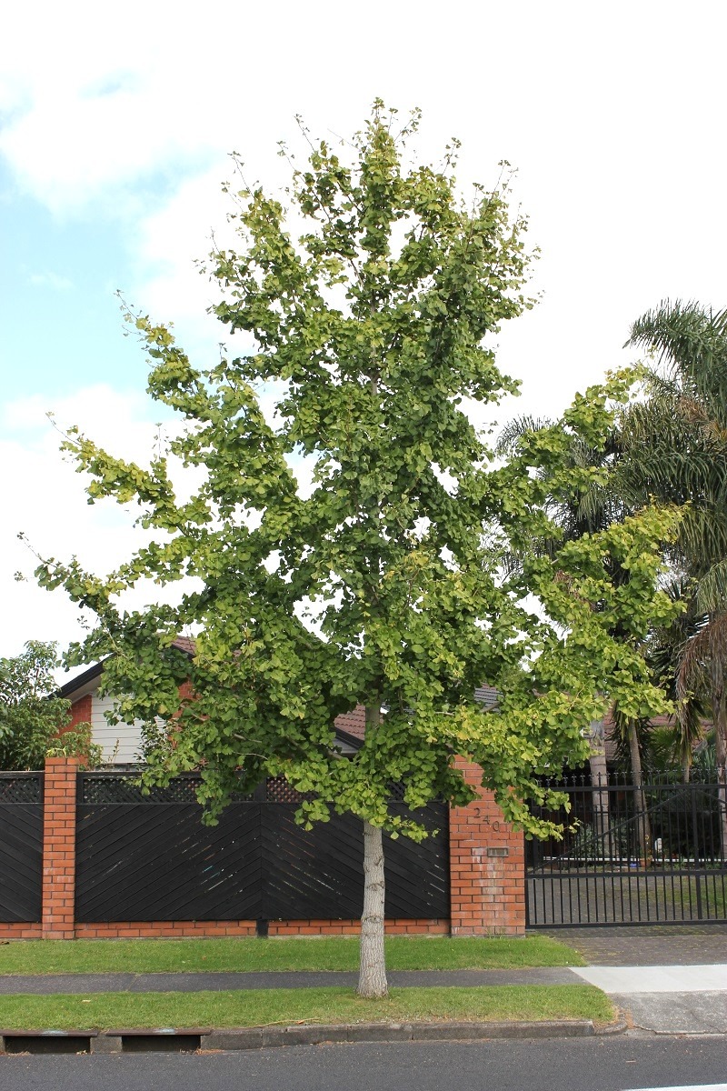 Ginkgo biloba 'Autumn Gold' - Maidenhair Tree in an urban garden