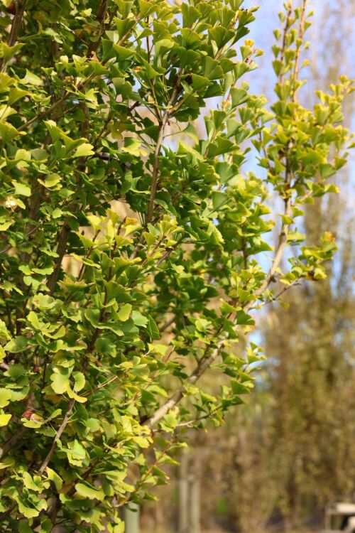 Ginkgo biloba 'Fastigiata' - Upright Ginkgo yellow autumn foliage