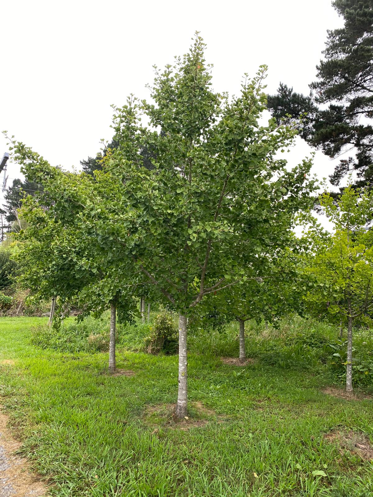 Ginkgo biloba 'Autumn Gold' - Maidenhair Tree younger tree in a nursery