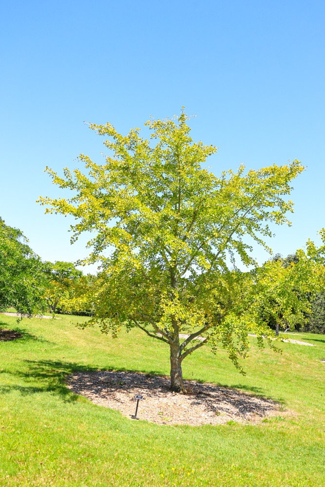 Ginkgo biloba 'Autumn Gold' - Maidenhair Tree in summer at Auckland Botanical gardens