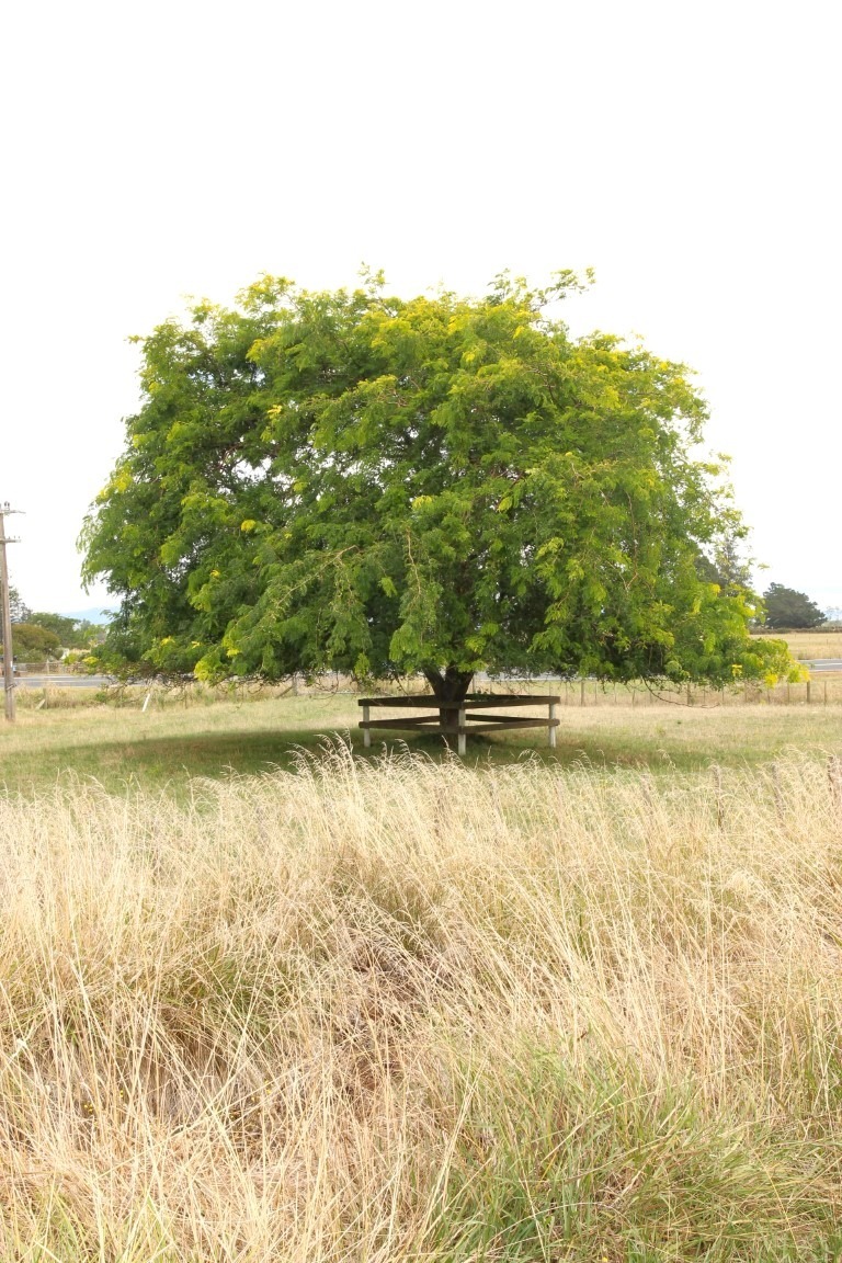 Gleditsia tricanthos 'Sunburst' - Honey Locust tree in a large paddock
