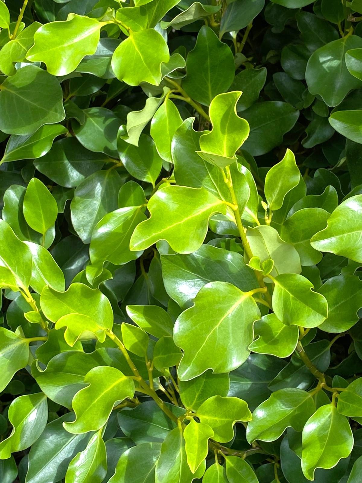 Griselinia littoralis 'Broadway Mint' - Kapuka lush mint green foliage