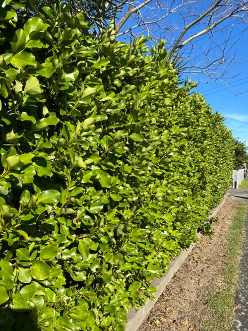 Griselinia littoralis 'Broadway Mint' - Kapuka hedge in urban garden