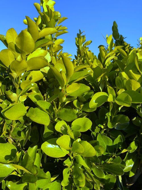 Griselinia lucida - Akapuka fresh green foliage