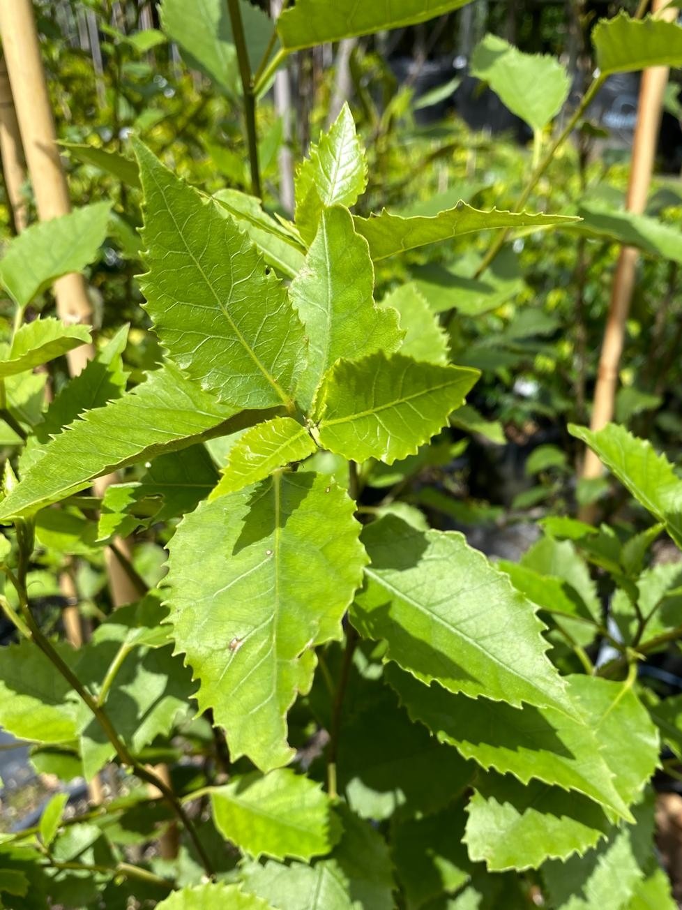 Hoheria populena - Lacebark green foliage