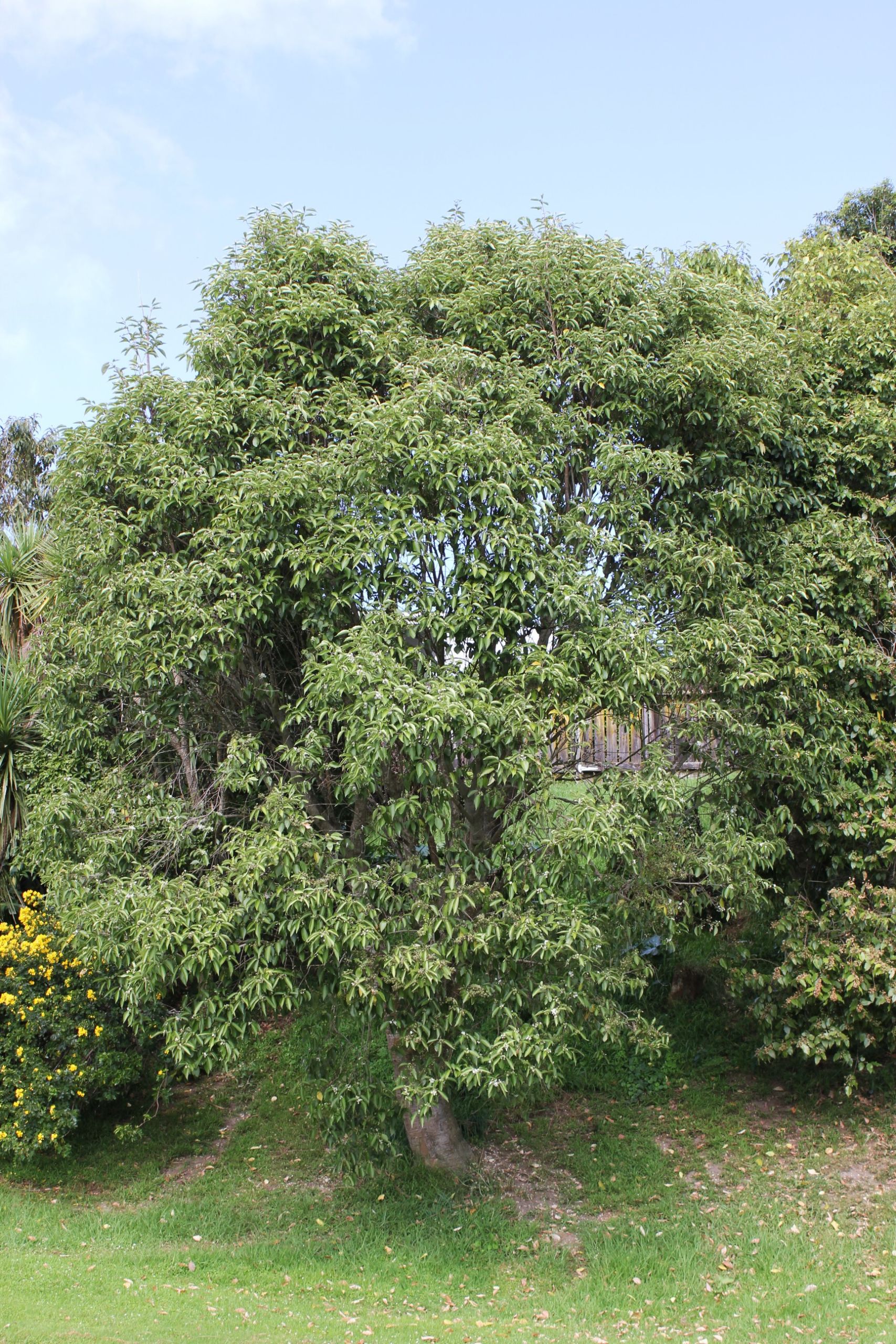 Hoheria populena - Lacebark tree in a park