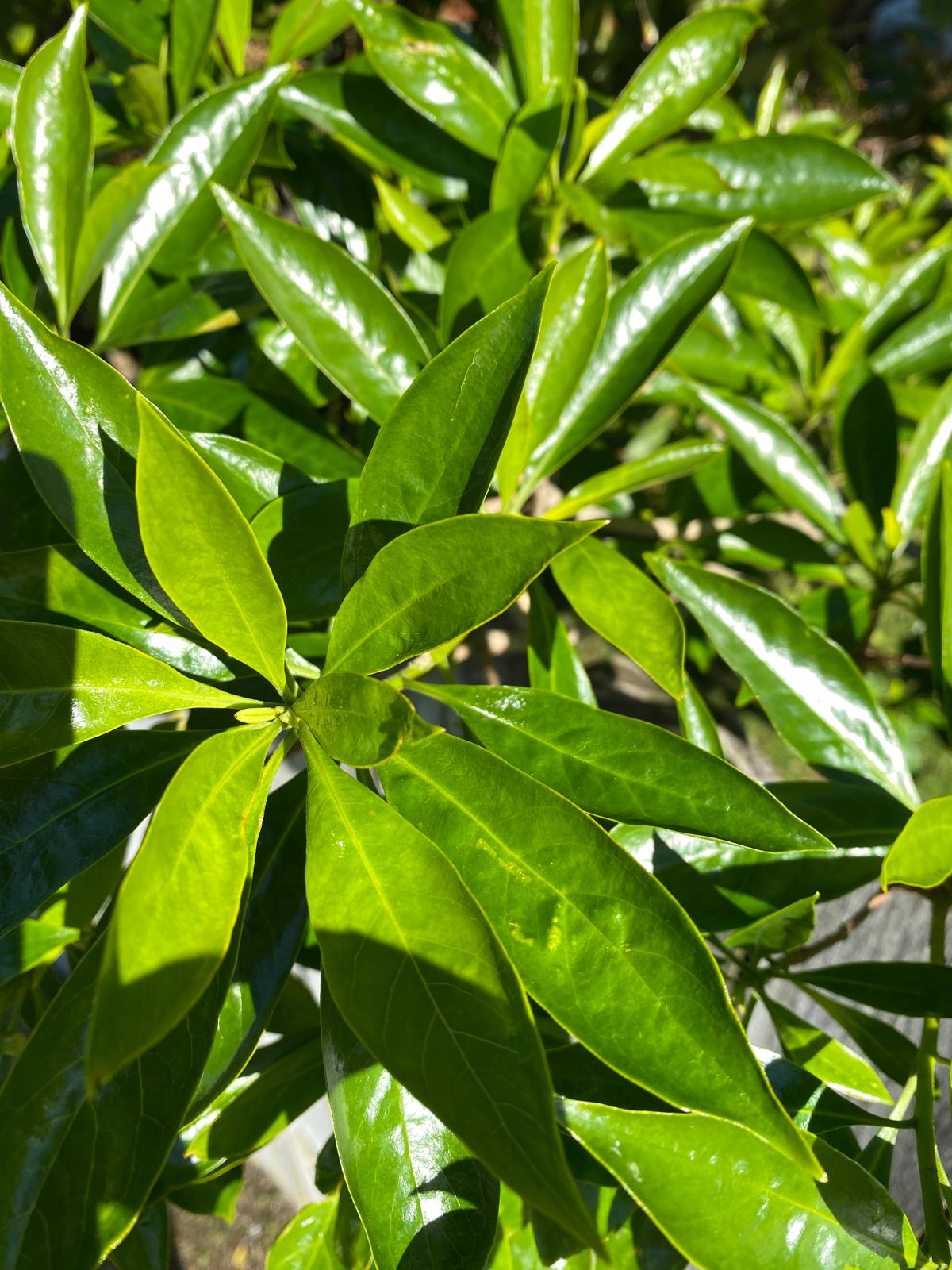 Hymenosporum flavum - Australian Frangipani long green leaves