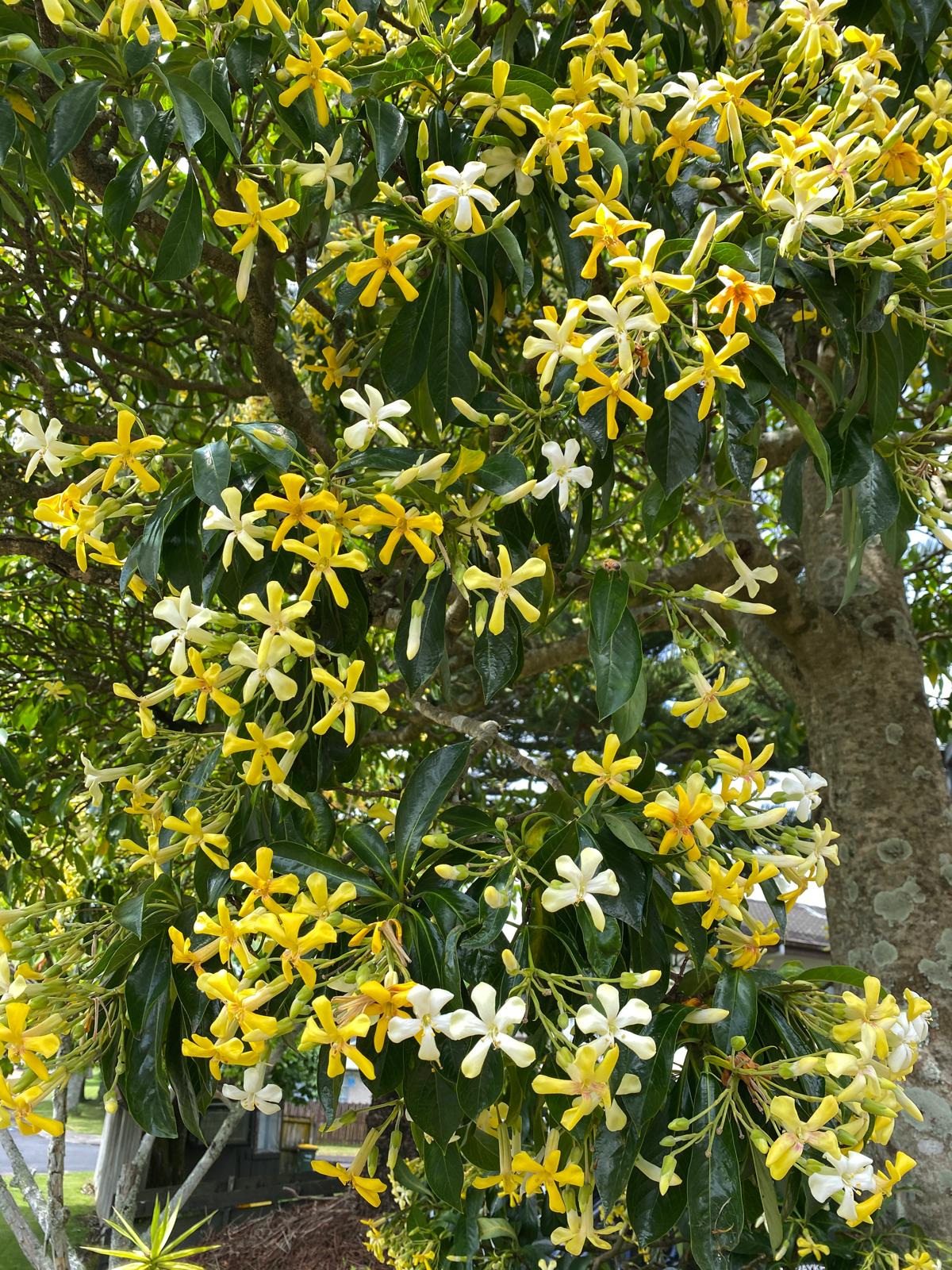 Hymenosporum flavum - Australian Frangipani mass of fragrant yellow flowers