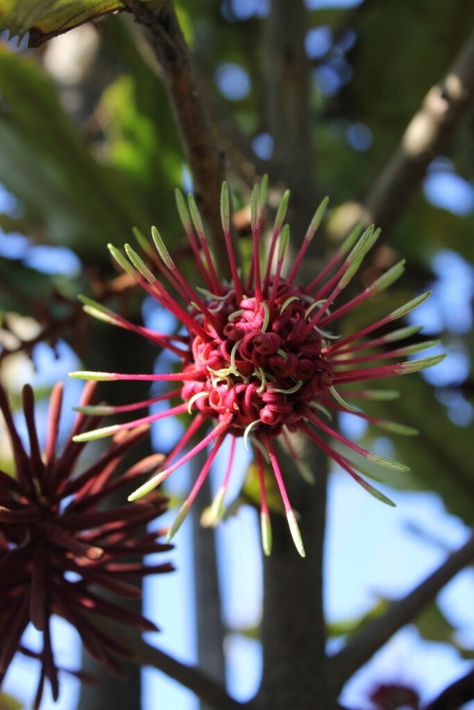 Knightia excelsa - Rewarewa red and yellow flowers