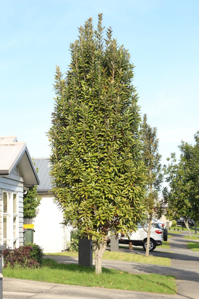 Knightia excelsa - Rewarewa in an urban setting