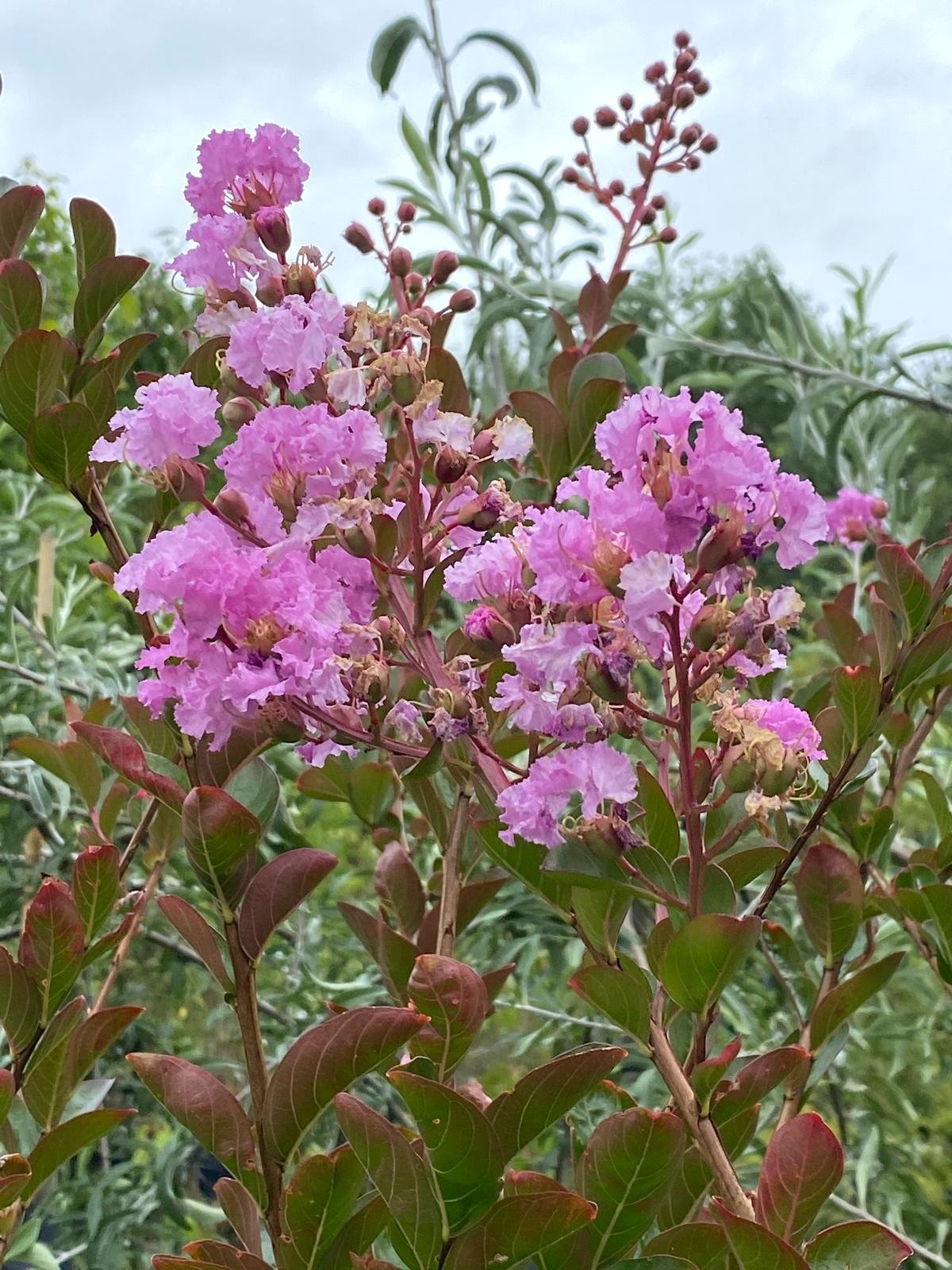 Lagerstroemia indica 'De Puard' - Crepe Myrtle lilac-mauve flowers in summer