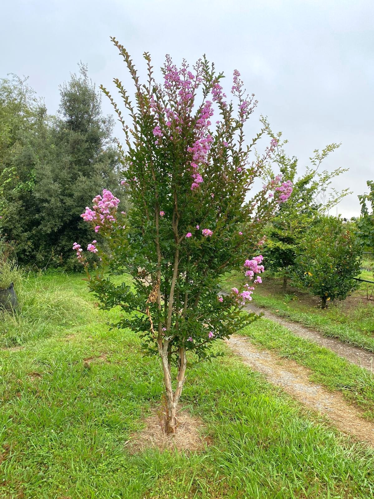 Lagerstroemia indica 'De Puard' - Crepe Myrtle small tree in flower in summer