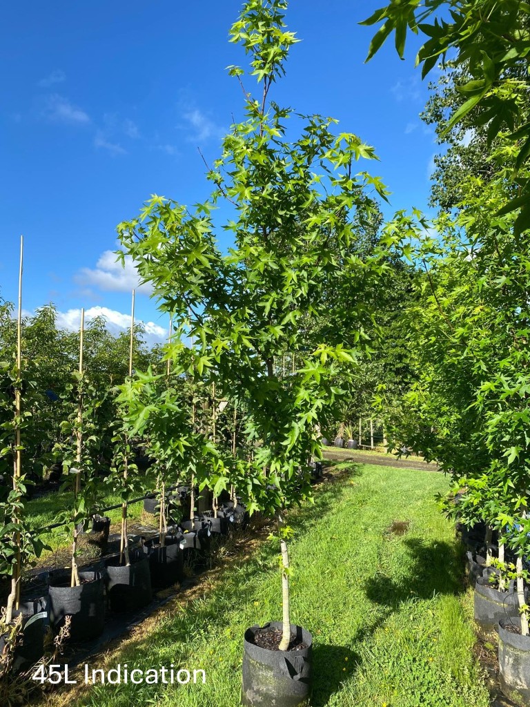 Liquidambar styraciflua 'Worplesdon' 45L nursery specimen in summer