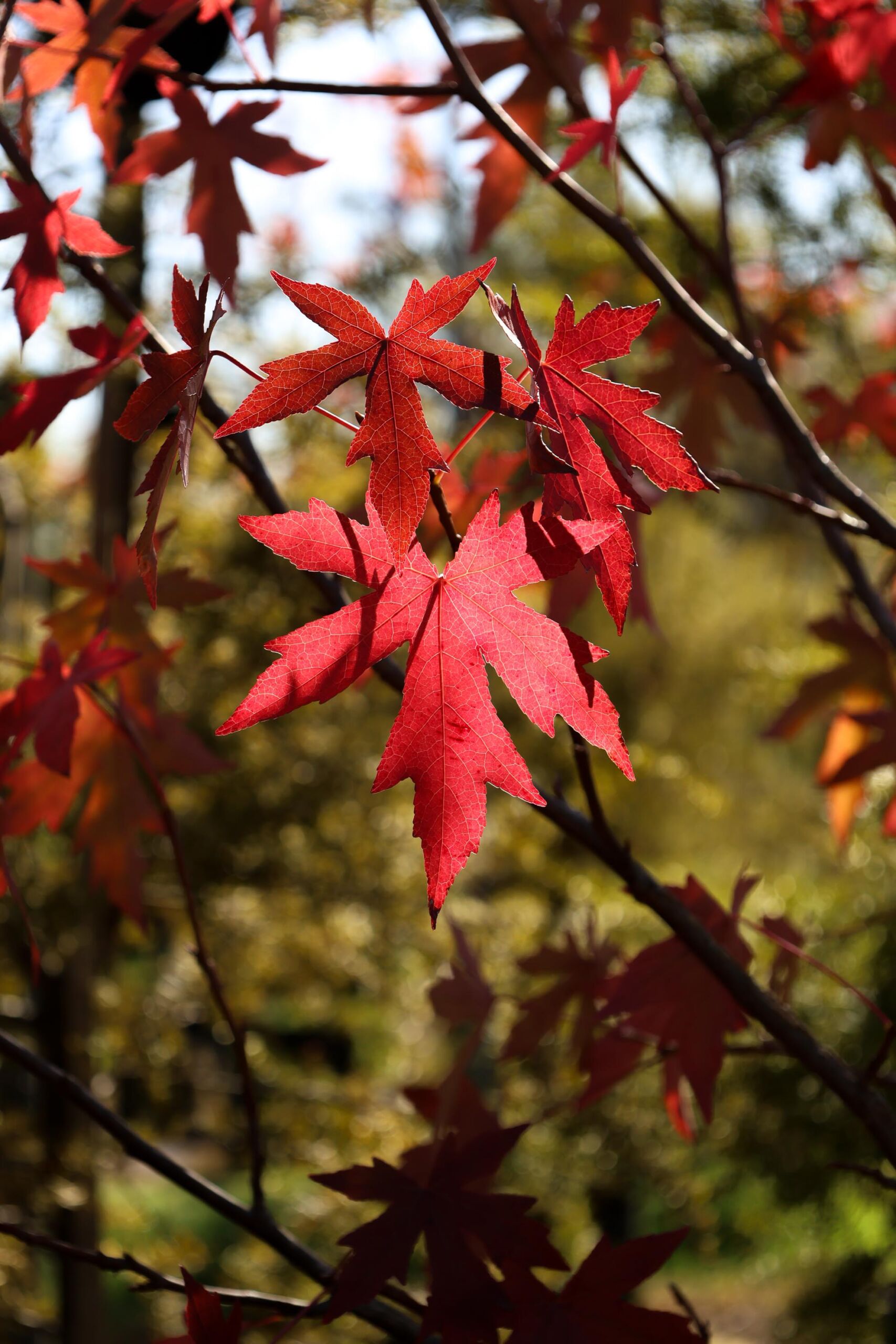 Liquidambar styraciflua 'Worplesdon' autumn leaf