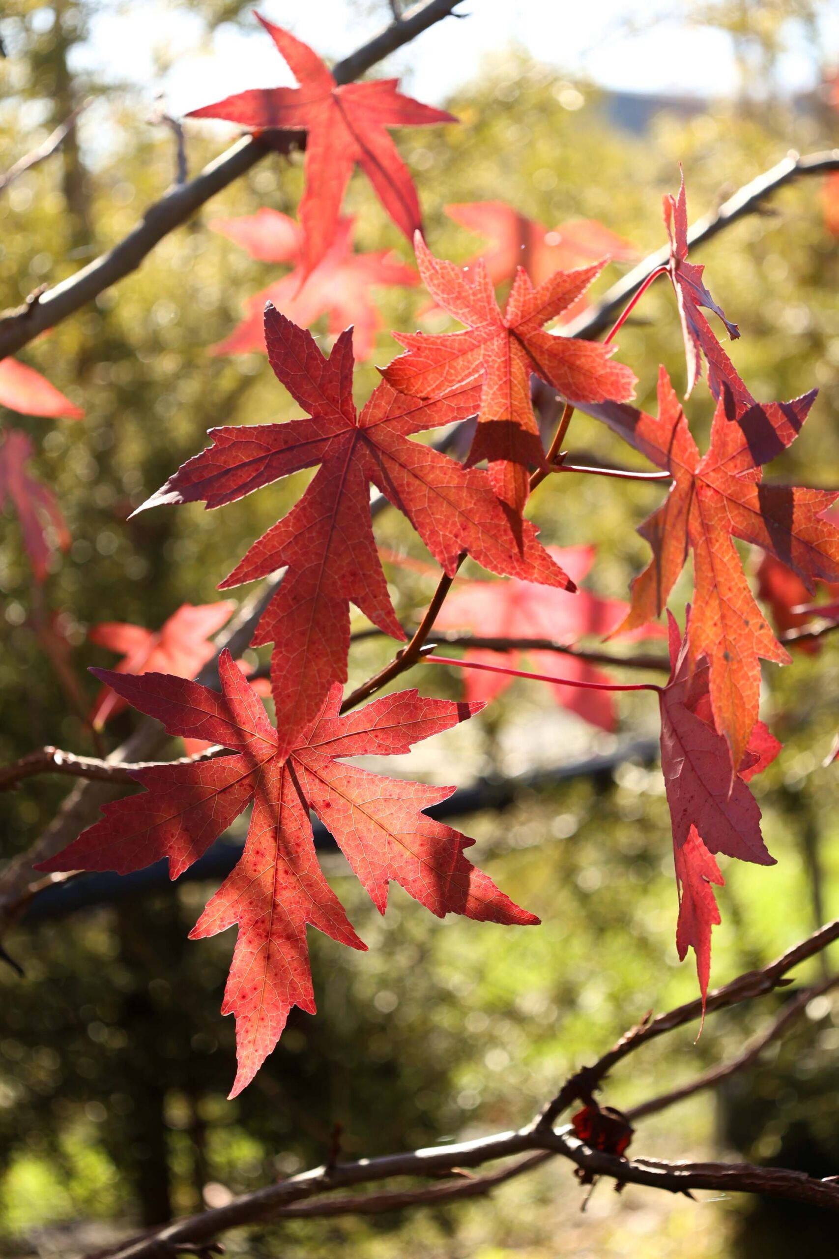 Liquidambar styraciflua 'Worplesdon' autumn leaf