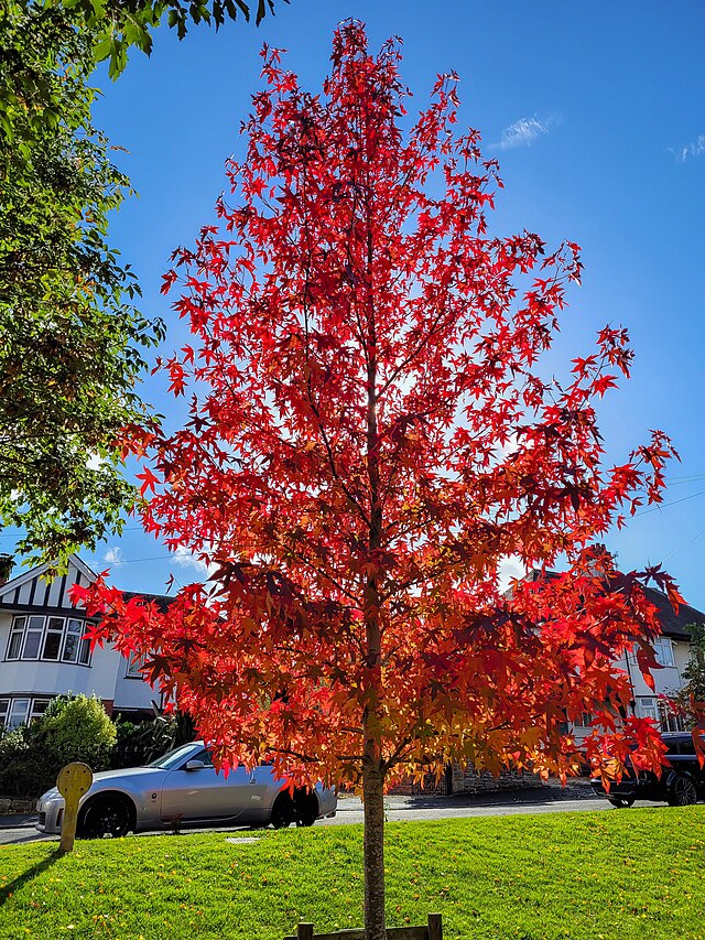 Liquidambar styraciflua 'Worplesdon' tree in autumn colours