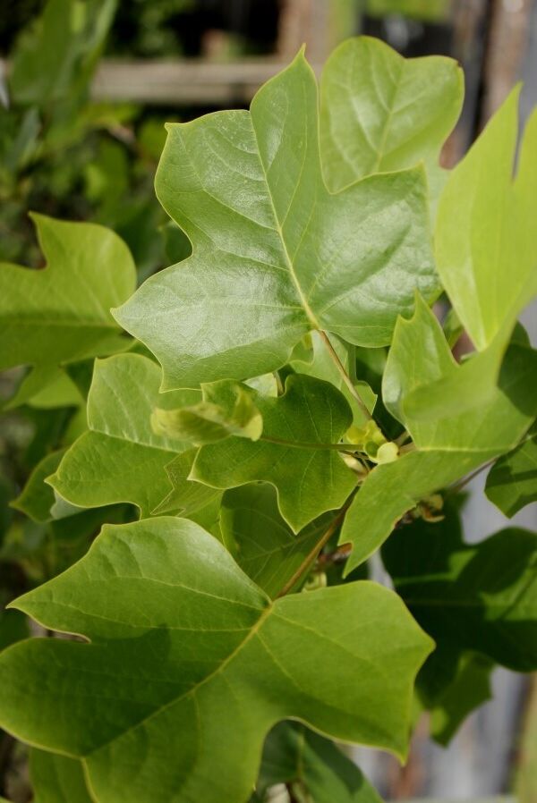 Liriodendron tulipifera Green summer leaf