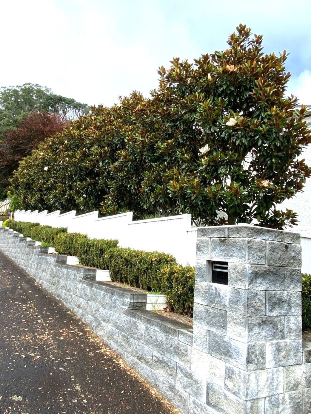 Magnolia grandiflora 'Little Gem' hedge in an urban setting