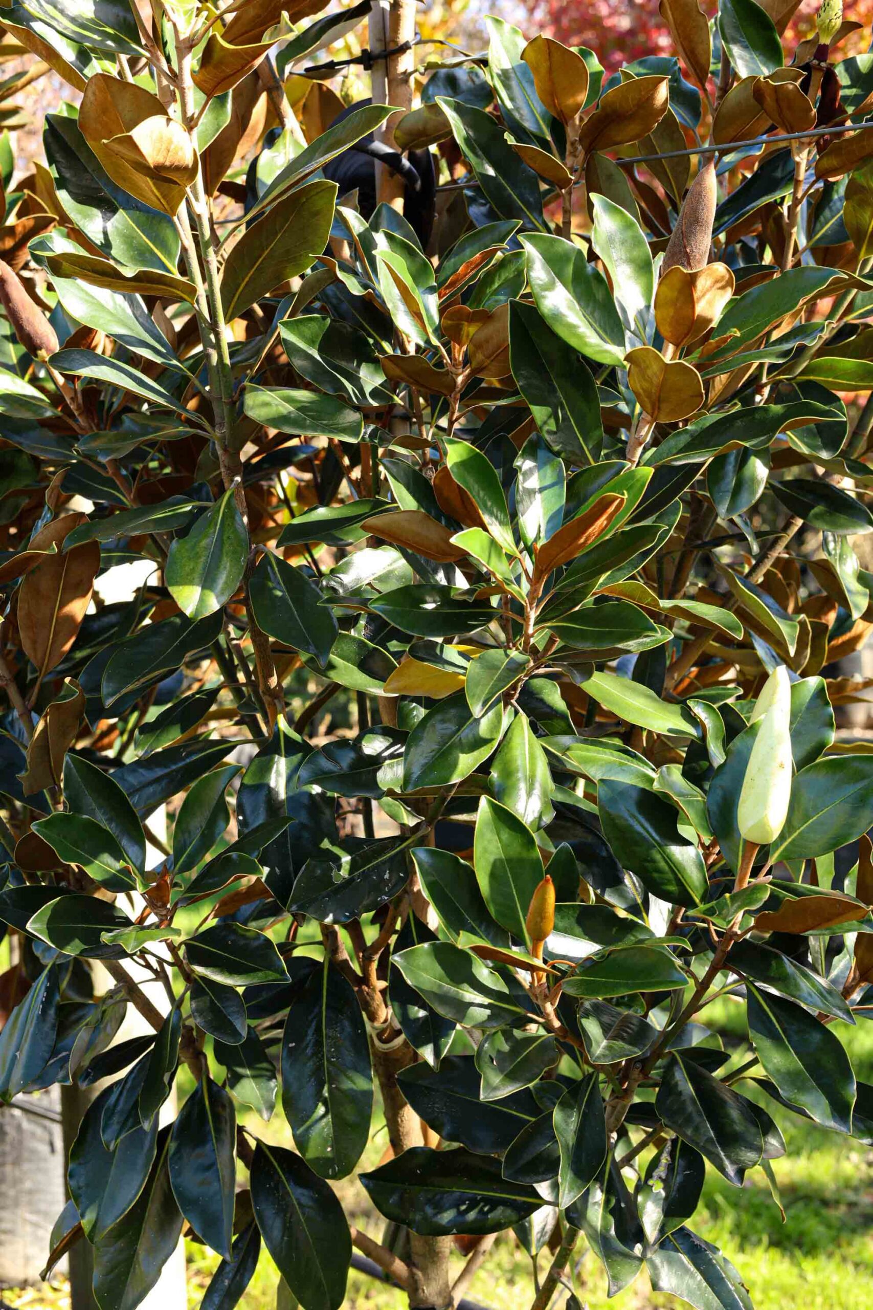 Magnolia grandiflora 'Little Gem' shiny green foliage