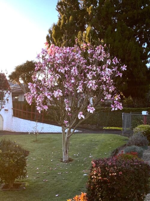 Magnolia 'Star Wars' tree in bloom in urban garden