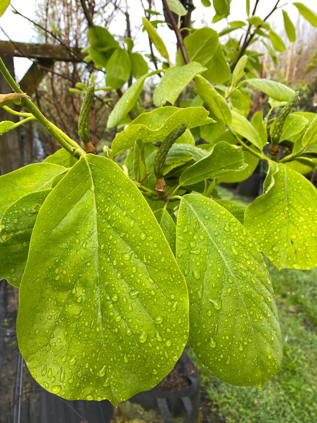 Magnolia denudata - Yulan Magnolia large green summer leaves