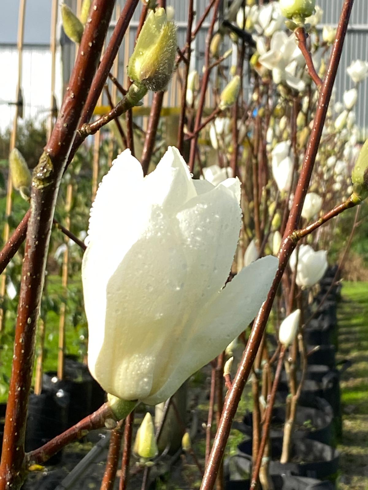 Magnolia denudata - Yulan Magnolia white tulip like flower