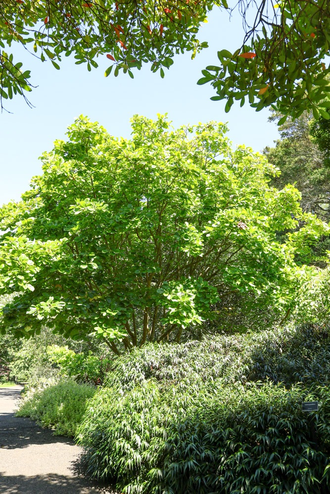 Magnolia denudata - Yulan Magnolia tree in summer in Aucklanjd Botanical Gardens Feb2026