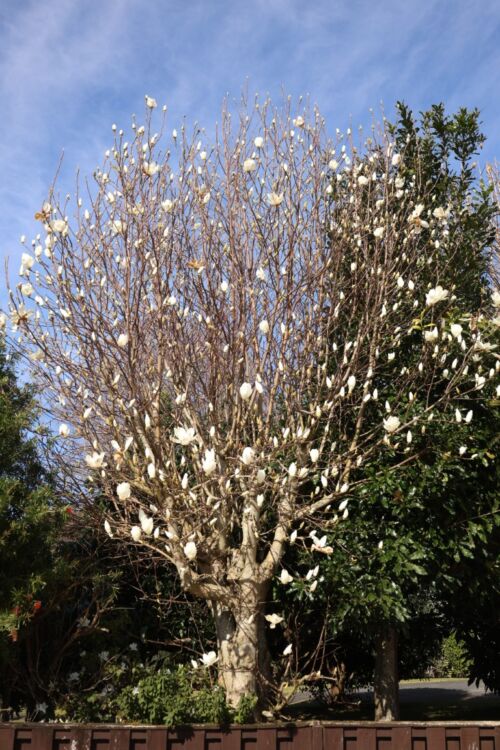 Magnolia denudata - Yulan Magnolia tree in spring flower in an urban garden