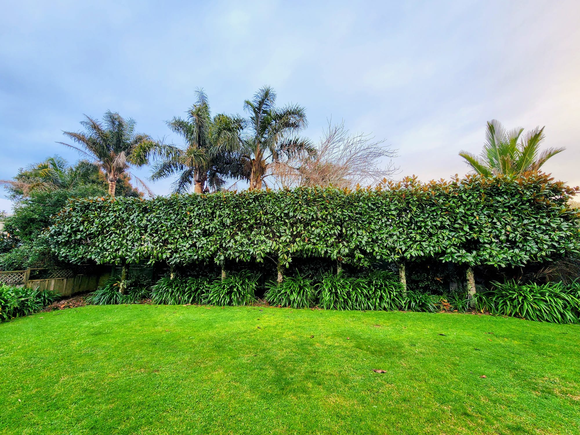 Magnolia grandiflora 'Ferruginea' - Southern Magnolia growing as a large hedge