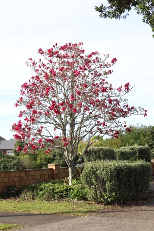 Magnolia 'Vulcan' tree in bloom in an urban garden