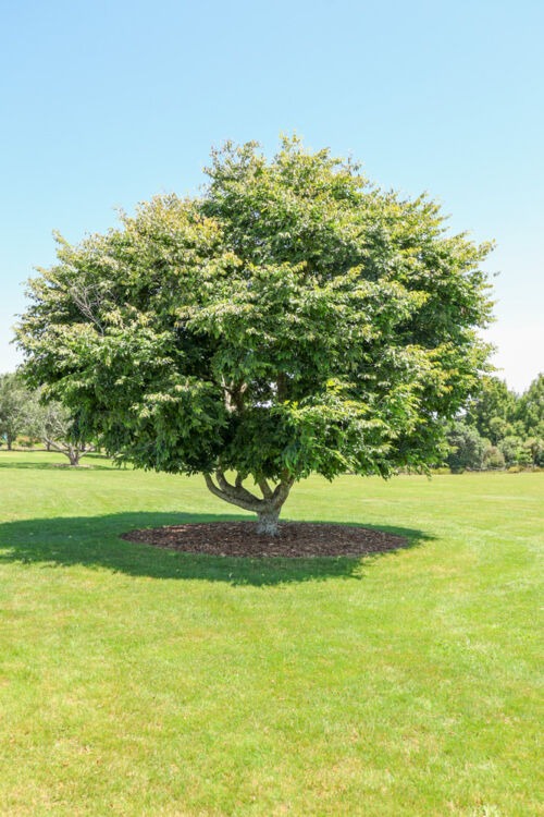 Carpinus betulus - Hornbeam tree in Auckland Botanical gardens in summer