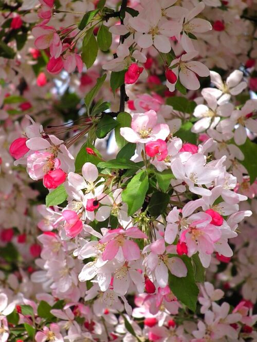 Malus floribunda - Japanese Crabapple pink and white blossoms