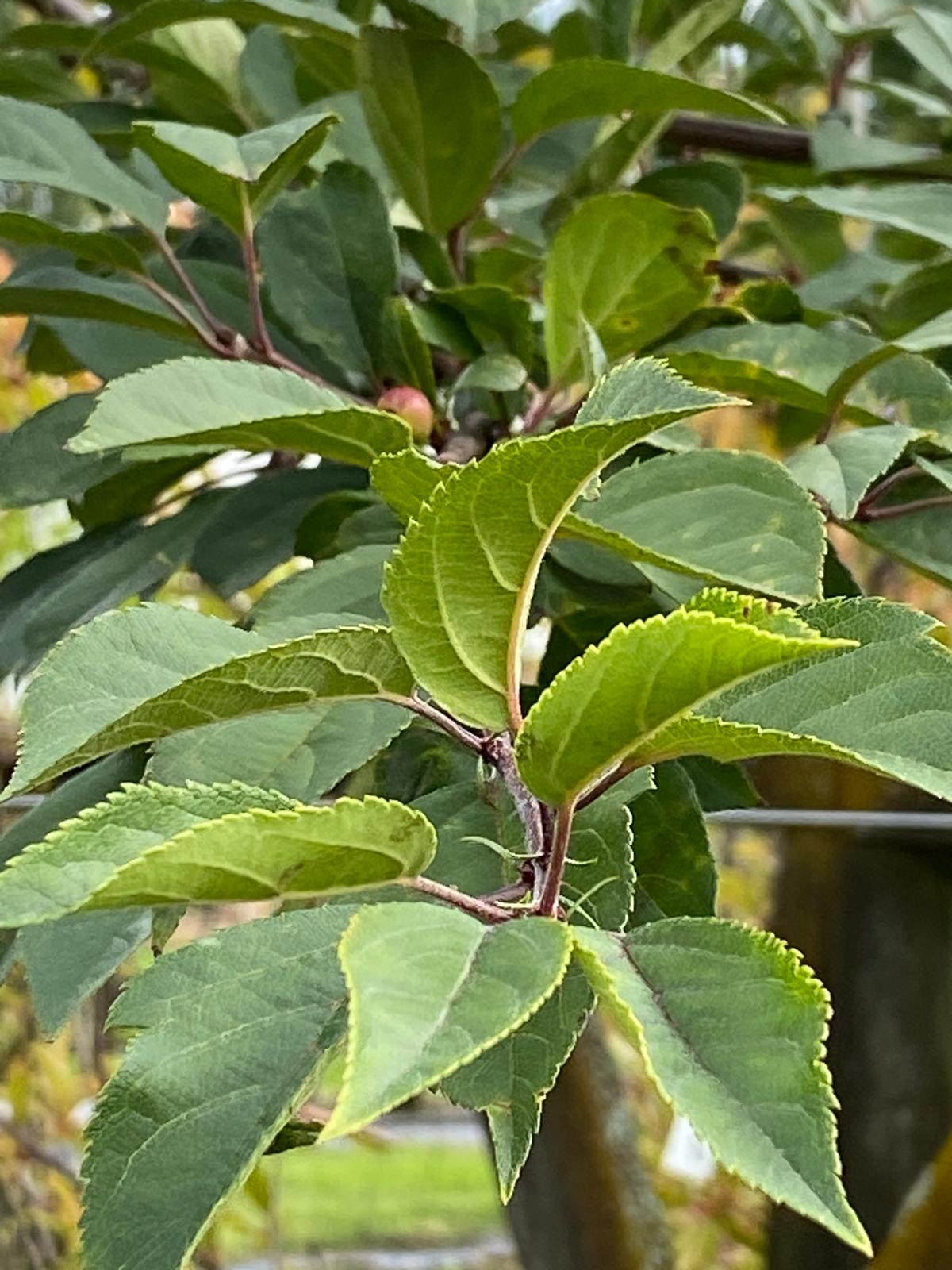 Malus floribunda - Japanese Crabapple green summer foliage