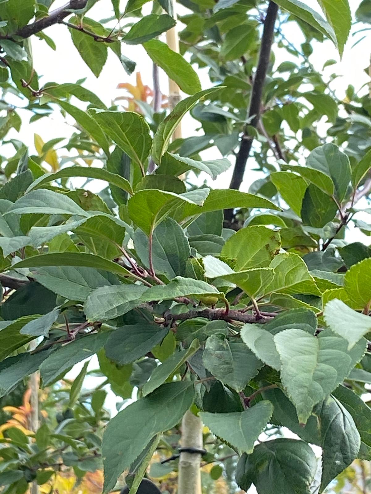 Malus floribunda - Japanese Crabapple green summer foliage