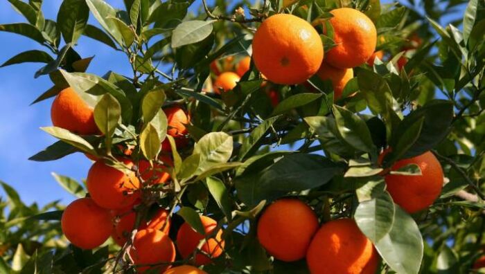 Persian orange fruit ( Citrus reticulata )