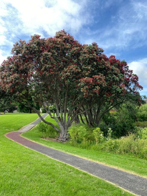 Metrosideros excelsa - Pohutukawa in flower in a park in December